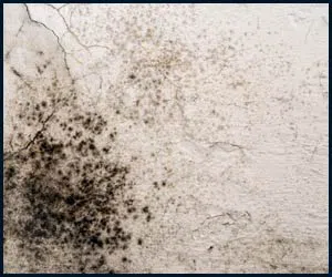 Boca Raton Emergency Restoration Boca Raton, FL 561-288-2566 - mold-side