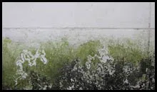 Boca Raton Emergency Restoration Boca Raton, FL 561-288-2566 - mold-sidebar
